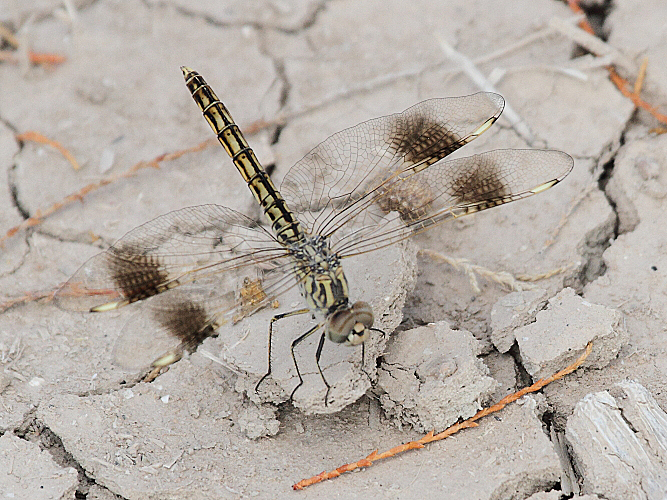 Brachythemis impartita (Northern Banded Groundling) imm male 5.JPG